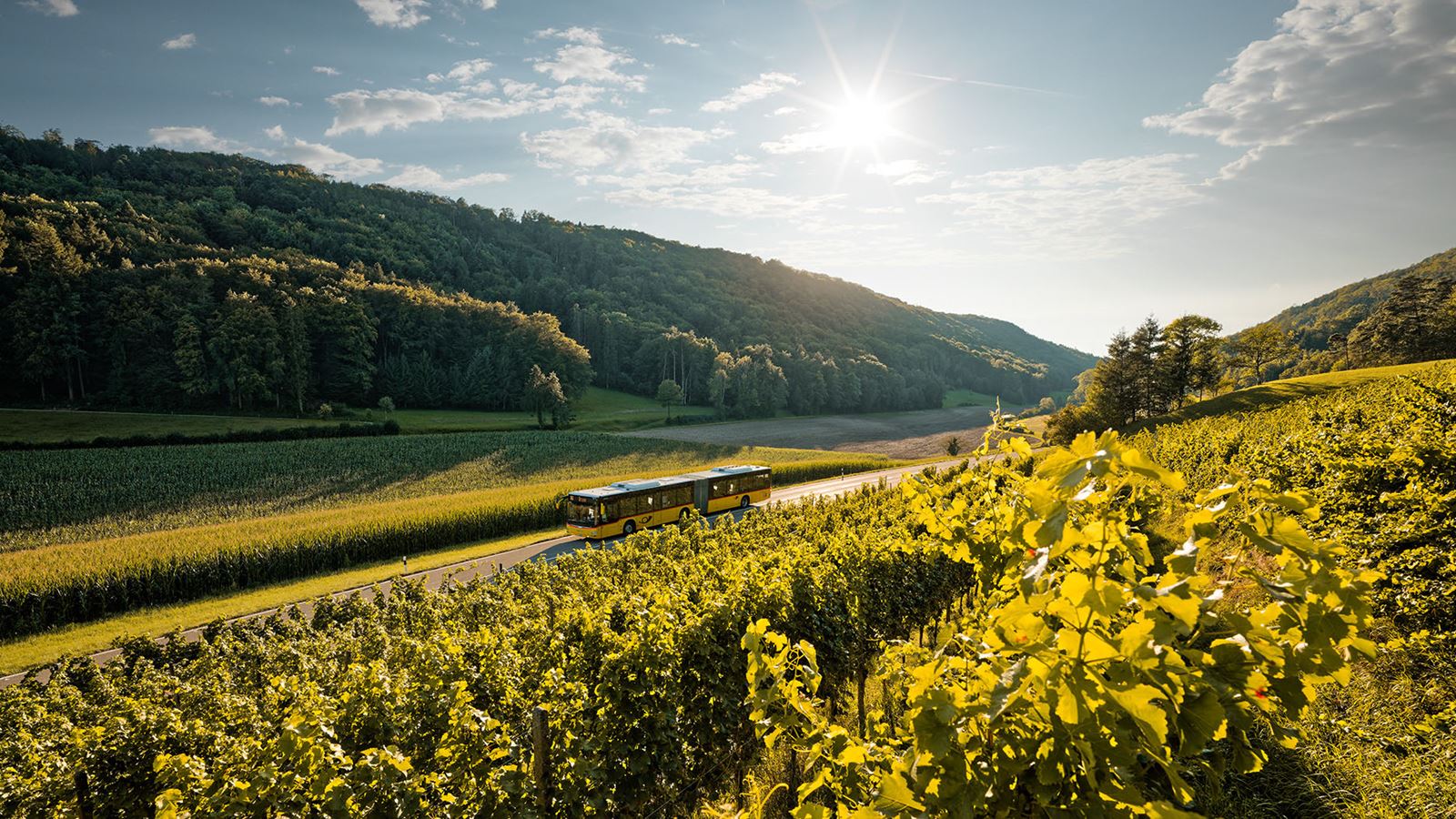 vineyard on a slope