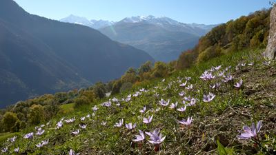 Auf dem Bild ist ein Safranfeld mit zahlreichen violetten Safranblüten zu sehen. Im Hintergrund sieht man einen tollen Ausblick auf die Walliser Alpen.