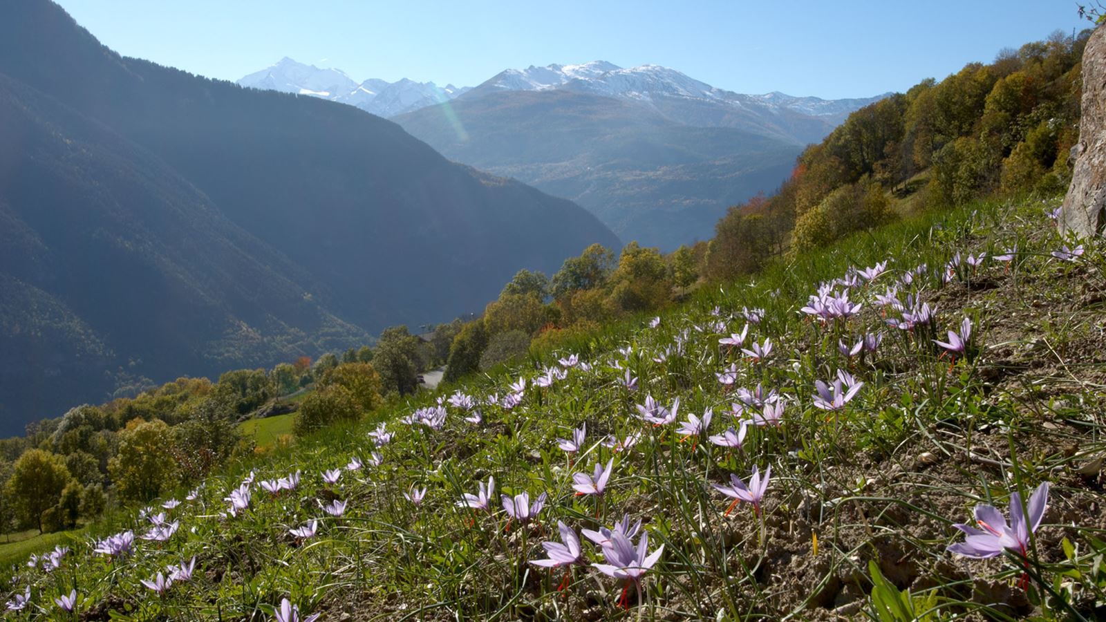 The picture shows a saffron field with numerous purple saffron flowers. In the background, you can see a fantastic view of the Valais Alps.