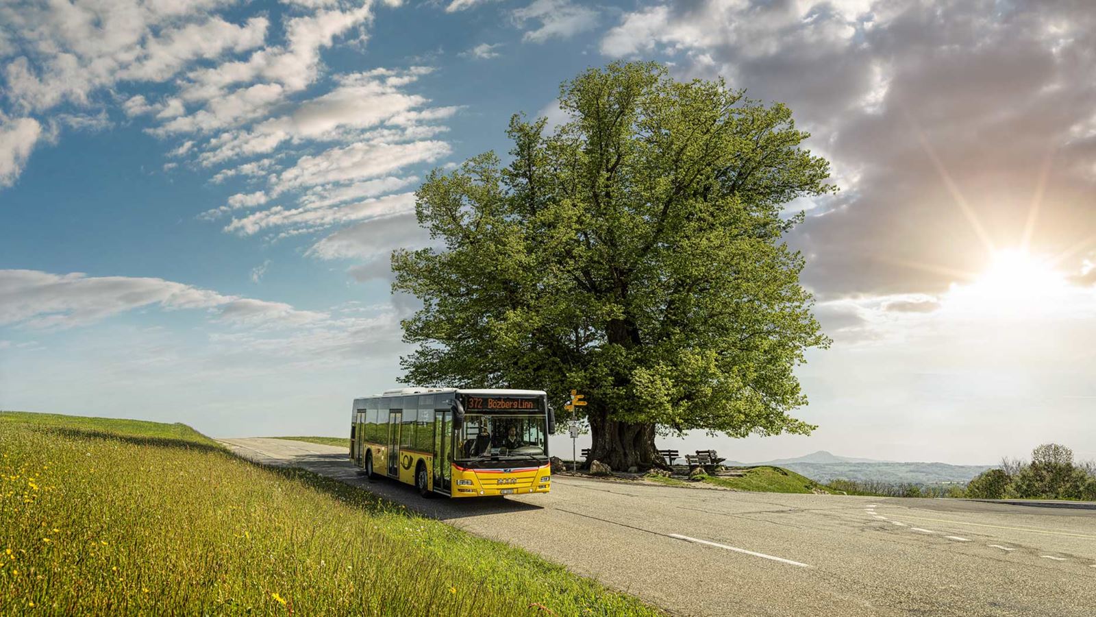 Postbus in front of a mighty summer lime tree in the opposite light
