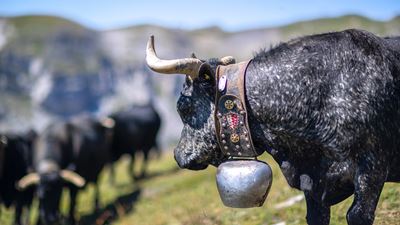 Crans-Montana, cows in mountain pastures