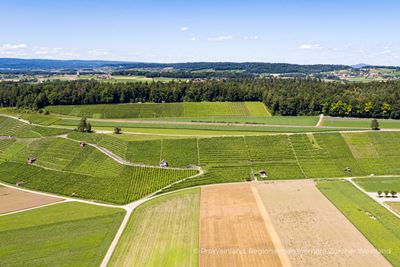 Blick von oben auf Rebflächen im Zürcher Weinland auf der Wanderung von Andelfingen nach Dachsen. 