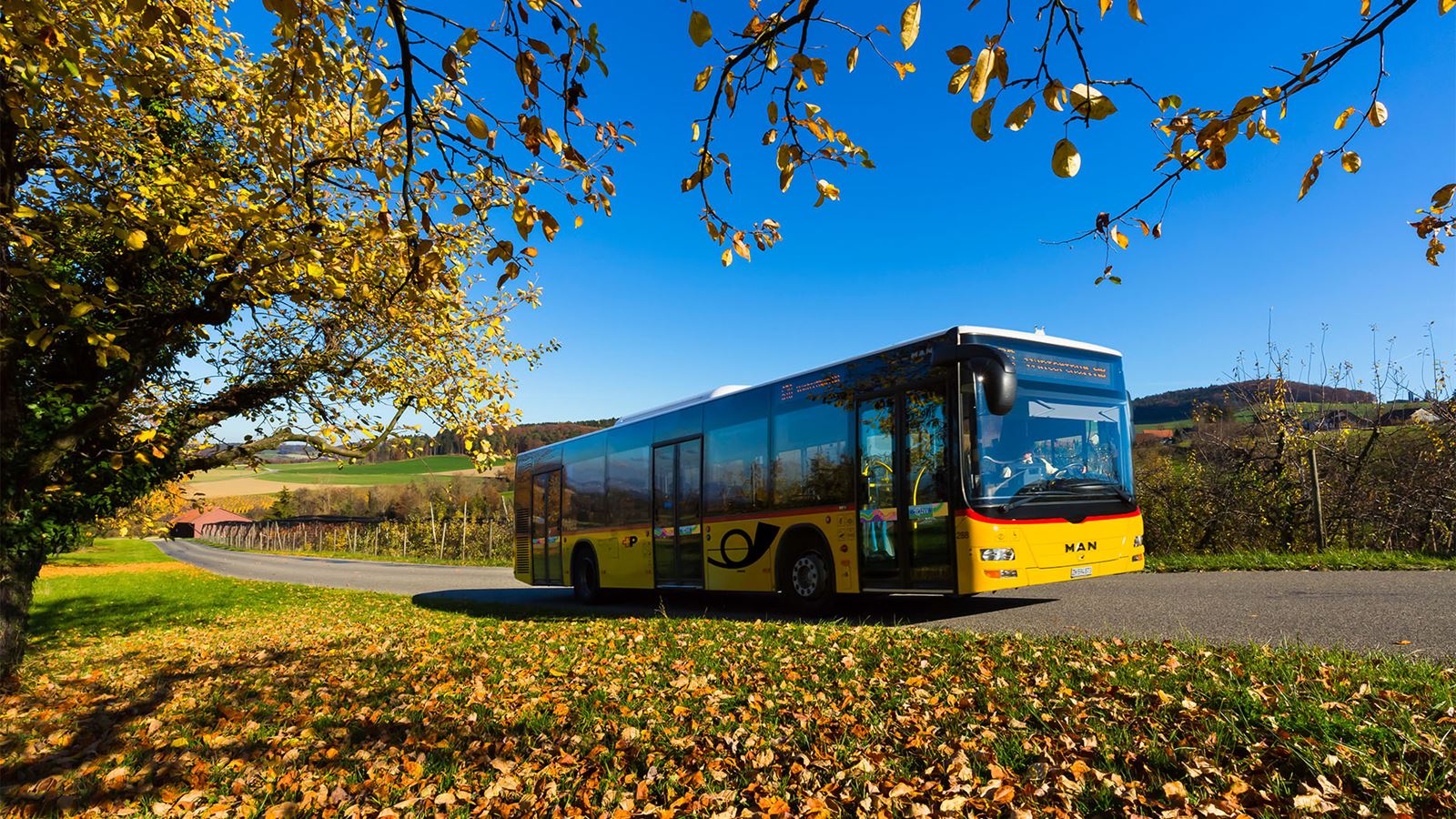 Ein gelbes Postauto fährt in Volken entlang einer Strasse mit buntem Herbstlaub.