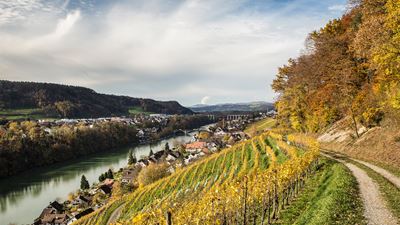 Ausblick auf die Rebberge und den Rhein auf der Wanderung von Hüntwangen nach Eglisau.