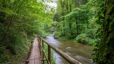Der Jonenbach fliesst im Jonental durch dichtes Waldgebiet. Im Vordergrund ist ein Steg zu sehen.